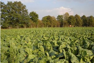 Chinese cabbage prices still holding at the five-year average