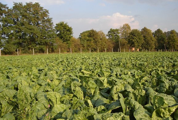 Chinese cabbage prices still holding at the five-year average