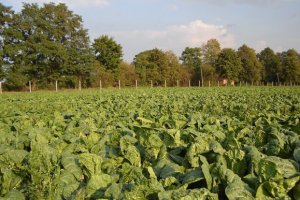 Chinese cabbage prices still holding at the five-year average