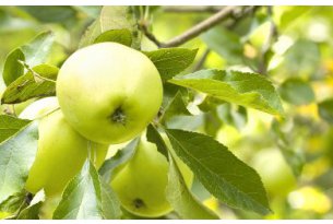 Collection of Thinned Apples Has Started