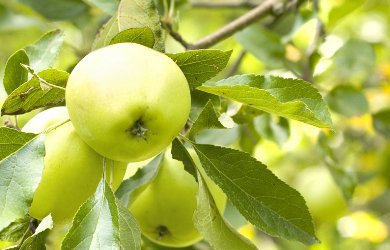 Collection of Thinned Apples Has Started