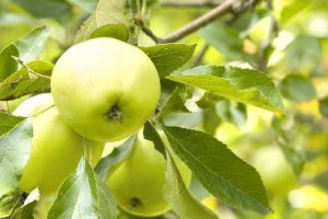 Collection of Thinned Apples Has Started