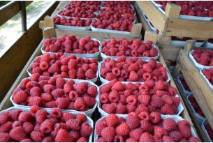 Dessert Raspberries Maintain Their Prices
