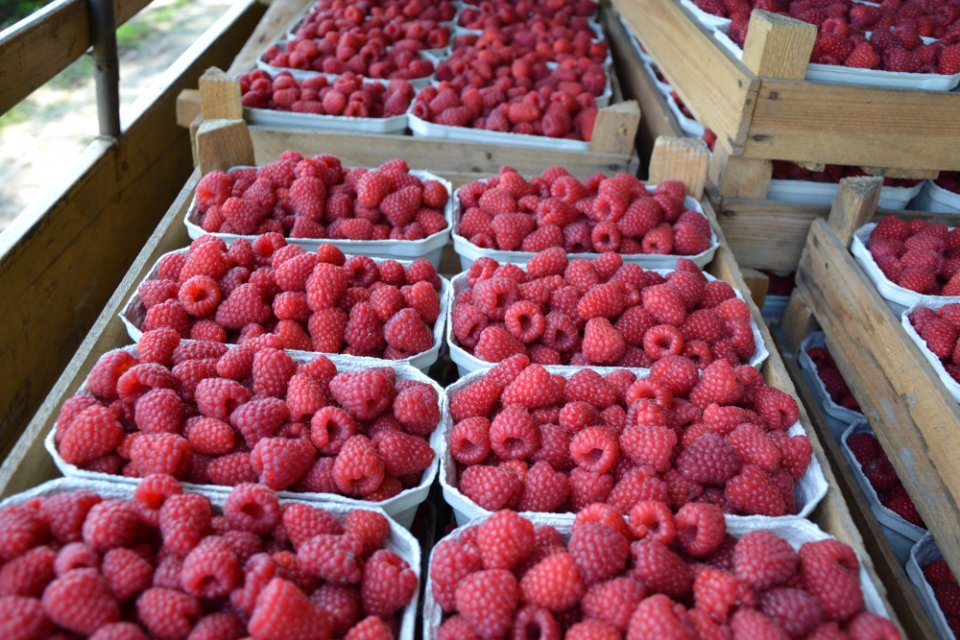 Dessert Raspberries Maintain Their Prices