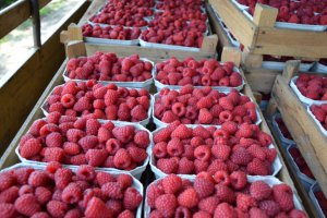 Dessert Raspberries Maintain Their Prices