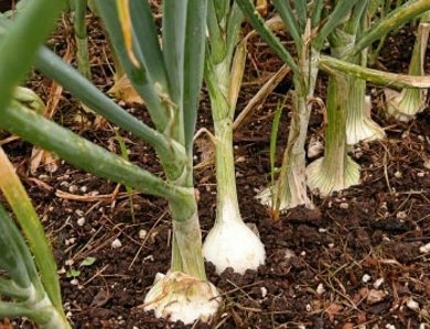 Dire Situation on the Onion Market