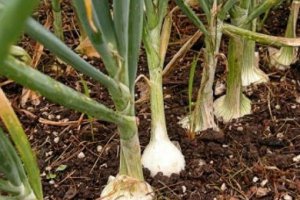 Dire Situation on the Onion Market