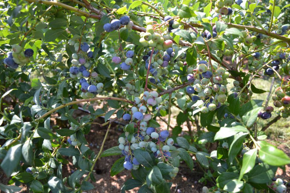 Domestic Blueberry Prices Still Higher Year-on-Year