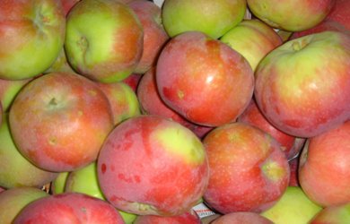 Early Apple Varieties Arriving in Greater Numbers