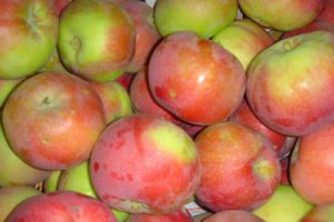 Early Apple Varieties Arriving in Greater Numbers