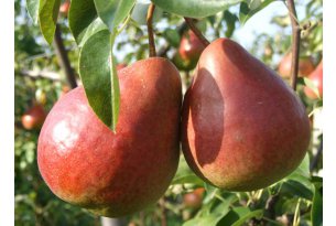 Early pears are increasing, but there are quality problems