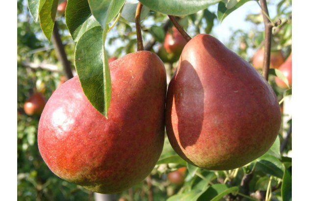 Early pears are increasing, but there are quality problems