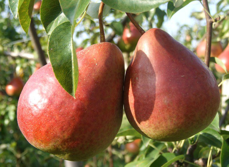 Early pears are increasing, but there are quality problems