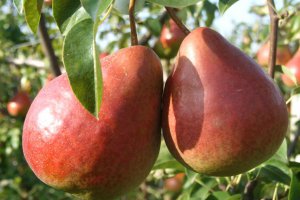 Early pears are increasing, but there are quality problems
