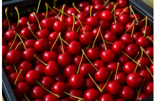 End of Cherry Season: Farm-Gate and Wholesale Prices Rise in Central Poland