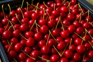 End of Cherry Season: Farm-Gate and Wholesale Prices Rise in Central Poland