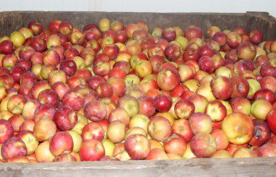Fewer Buyers for Industrial Apples