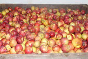 Fewer Buyers for Industrial Apples