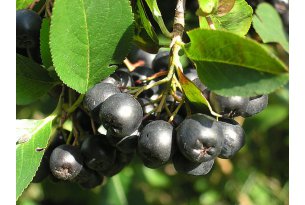 First Offers for Aronia Purchase Appear