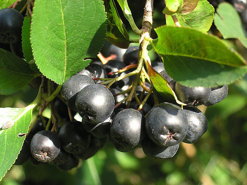 First Offers for Aronia Purchase Appear