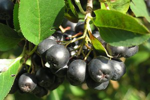 First Offers for Aronia Purchase Appear