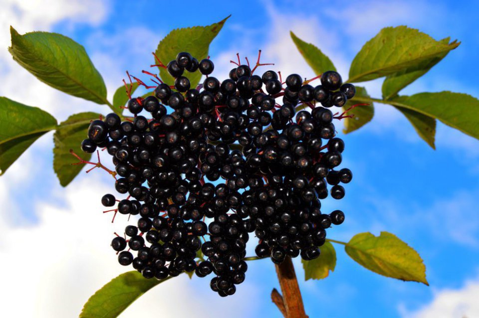 First Offers for Aronia Sales Appear