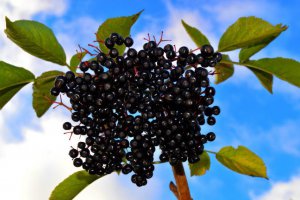 First Offers for Aronia Sales Appear