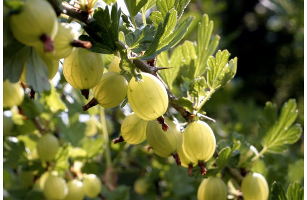 Gooseberry Procurement Season Comes to an End