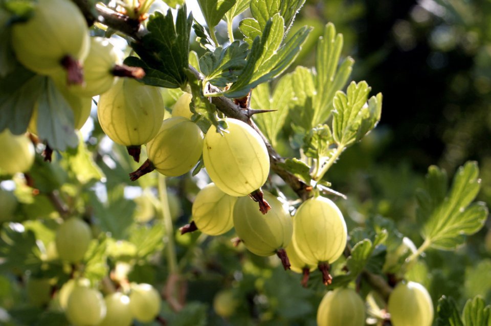 Gooseberry Procurement Season Comes to an End