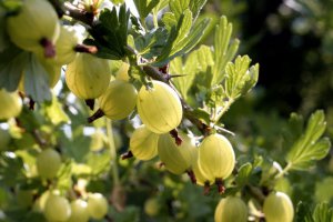 Gooseberry Procurement Season Comes to an End