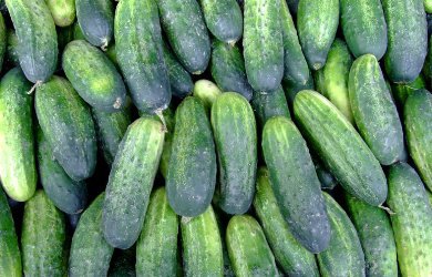 Greenhouse Cucumber Prices Up, Strong Demand for Field Cucumbers