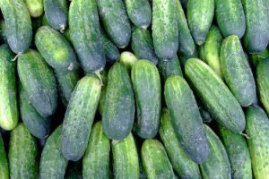 Greenhouse Cucumber Prices Up, Strong Demand for Field Cucumbers