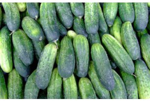 Greenhouse cucumber prices up, strong demand for field cucumbers