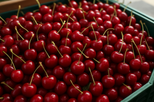 Grójec Region: Cherry Purchase Prices Drop as Harvest Peaks, Bronisze Wholesale at €1.8–3.0/kg