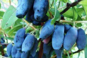 Haskap Berry – Demand Is High, but the Season Will Be Short