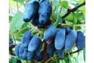 Haskap Berry – Demand Is High, but the Season Will Be Short