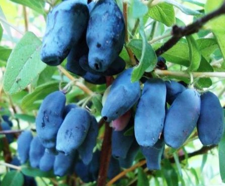 Haskap Berry – Demand Is High, but the Season Will Be Short