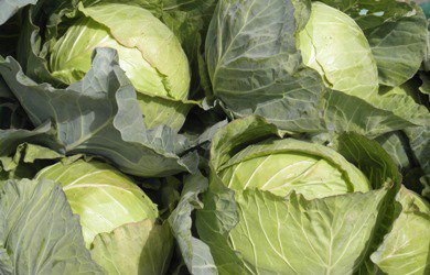 Have Young Cabbage Prices Rebounded from Rock Bottom?