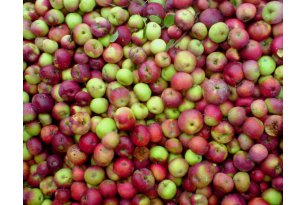 Industrial Apples – The Season Gains Momentum, But What About Prices?