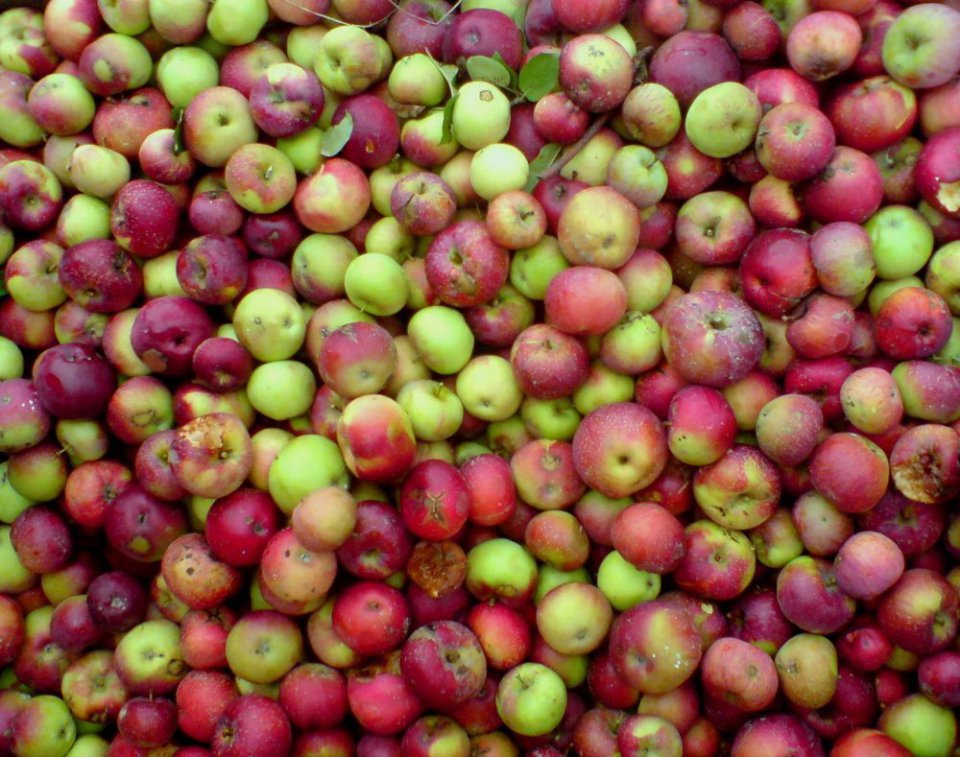 Industrial Apples – The Season Gains Momentum, But What About Prices?