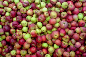 Industrial Apples – The Season Gains Momentum, But What About Prices?