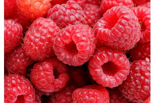 Industrial Raspberry Prices Remain Stable