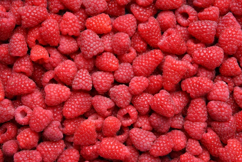 Industrial Raspberry Procurement Still in Its Infancy