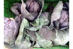 Late July and Early August Bring a Drop in Red Cabbage Prices