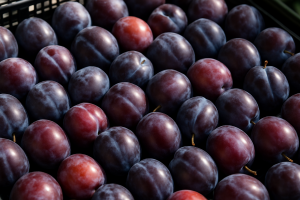 Lower Plum Prices at Bronisze as Early Domestic Crop Expands
