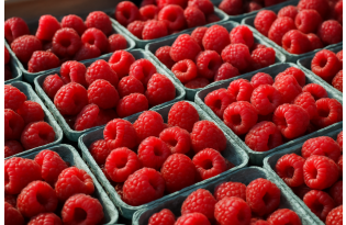 Malina prices surge in Warsaw as 2026 harvest drops 23%