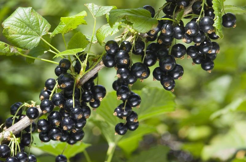 More on Black Currant Procurement – Are Prices Rising After All?