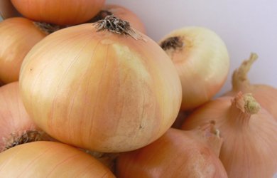 Netherlands – Scorching Weather Boosts Onion Prices