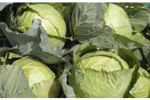 No Improvement for Young White Cabbage