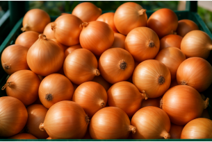 Onion imports to Poland exceed 50,000 tonnes; Dutch supply dominates